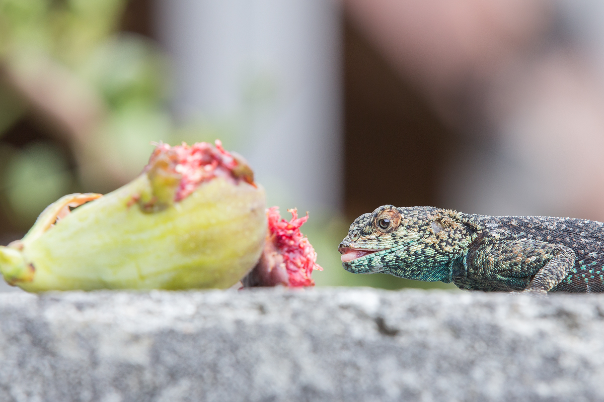 South-African-Agama-eating-fig-Carole-B-Eves